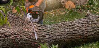 Best Hazardous Tree Removal  in Lindenhurst, IL