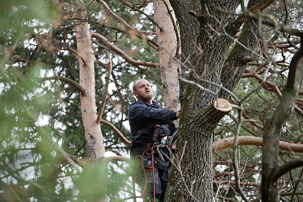 Best Commercial Tree Services  in Lindenhurst, IL